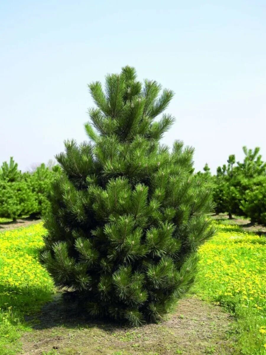 Сосна нигра описание. Сосна Pinus nigra nigra. Сосна черная Австрийская. Сосна черная (Pinus nigra). Сосна черная Австрийская (Pinus nigra).