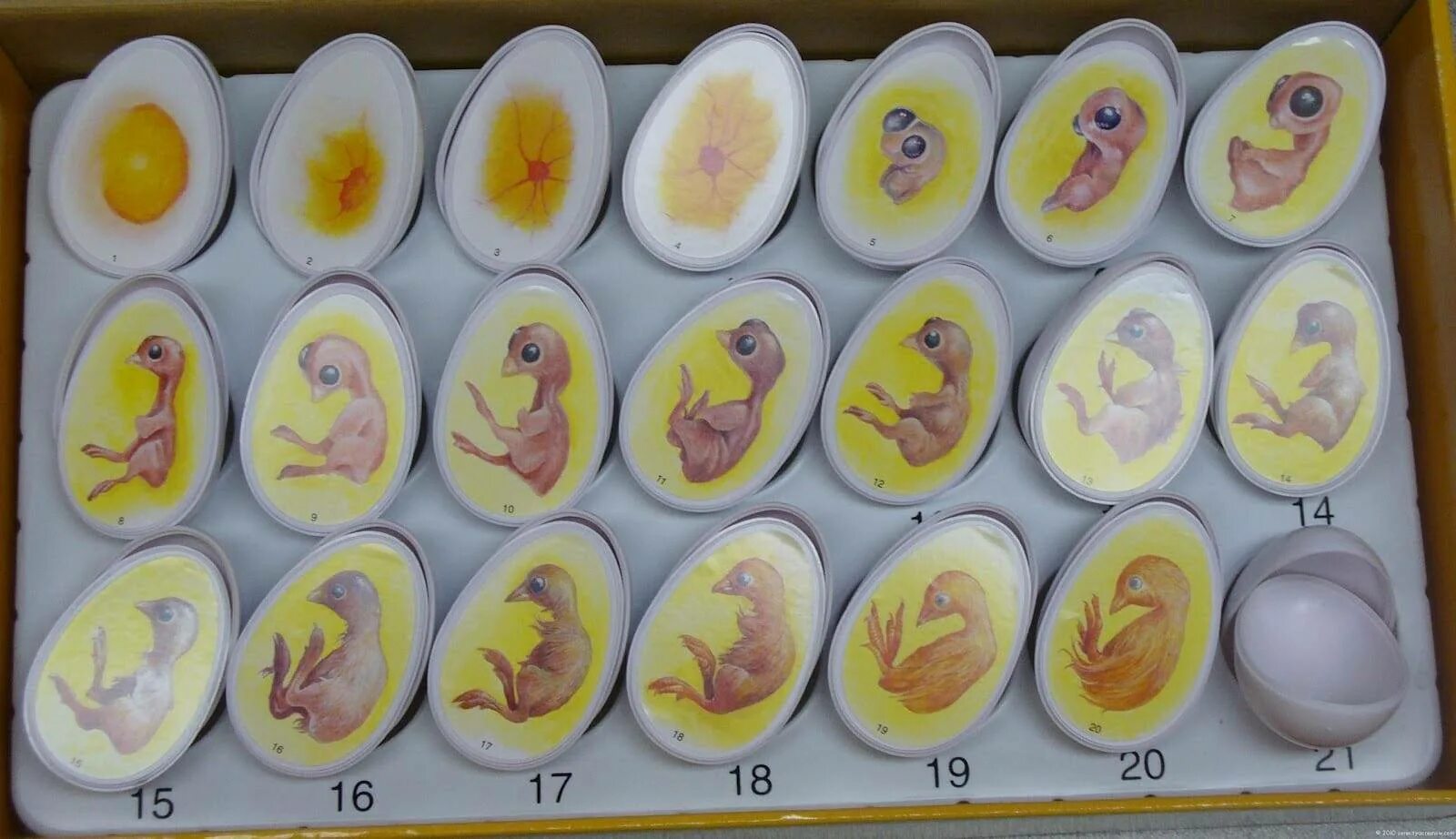 Развитие в яйце по дням фото. Яйцо индейки инкубационное овоскопирование. Инкубационное яйцо на 3 день инкубации. Зародыш цыпленка на 2 сутки инкубации. Зародыш цыпленка в яйце по дням.