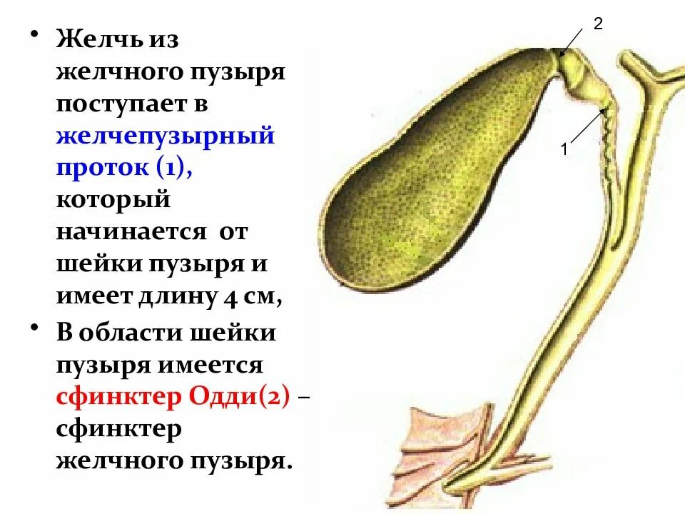 Куда идет желчь. Желчный пузырь патанатомия. желчь из желчного пузыря поступает. из желчного пузыря желчь поступает в печень.