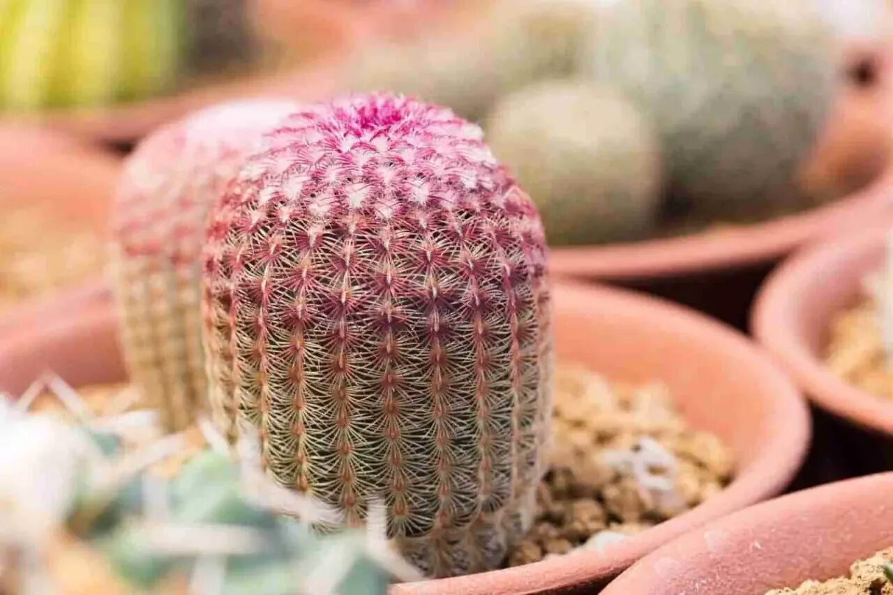 Эуфорбия лактея. Кактус рейнбоу. Эхинокактус грузони рейнбоу. Кактус рейнбоу. Cactus rainbow фото.