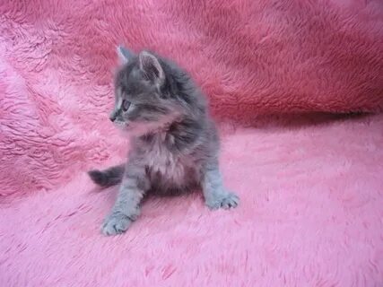 Котята в кстове