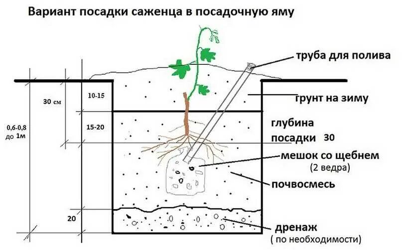 Как посадить саженец винограда весной в открытый. Схема посадки саженцев винограда. Посадка винограда весной саженцами. Посадка винограда весной саженцами в открытый грунт. Как садить виноград саженцами весной.