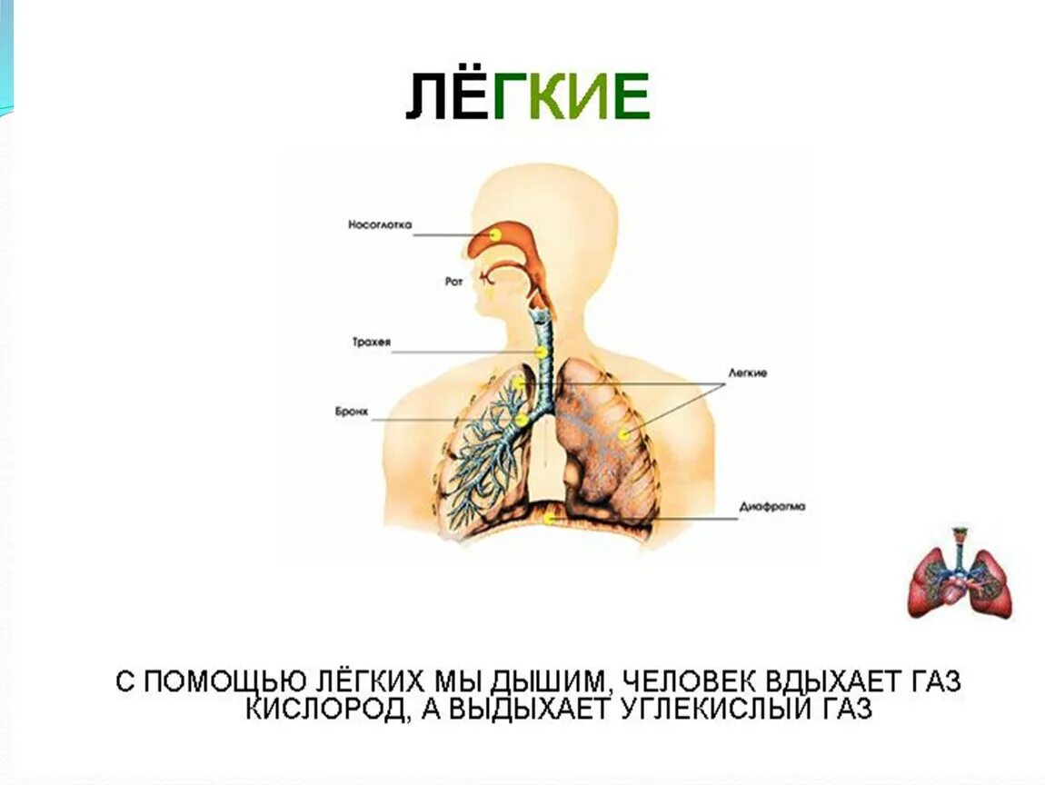 При дыхании человек выдыхает углекислый газ. Человек дышиткислород. Человек дышит кислородом. Человек дышит легкими с помощью кислорода. Что выдыхает человек.