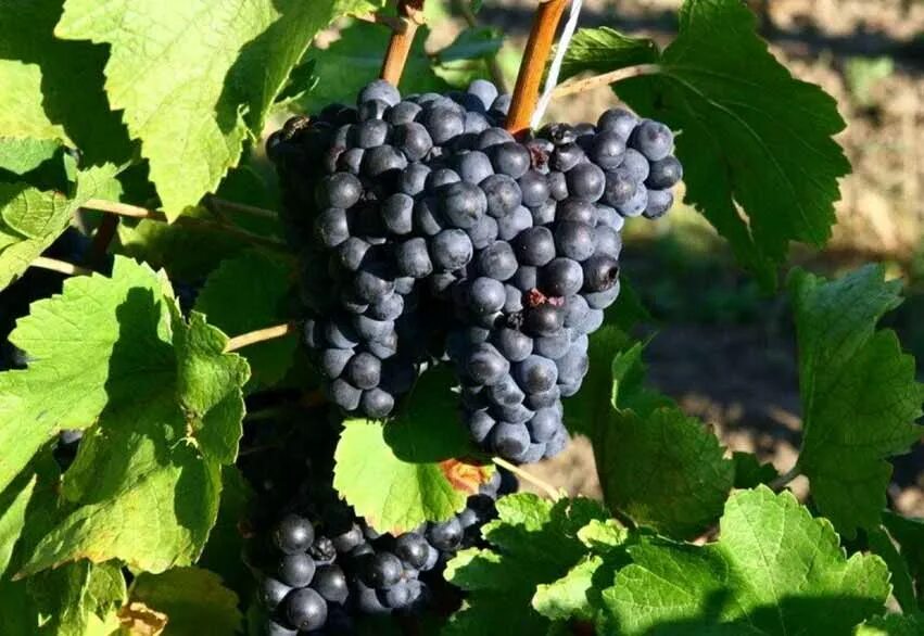 Одесский черный. Одесский черный сорт винограда. Виноград Иршаи Оливер. Саваньер сорт винограда. Тринкадейра сорт винограда.