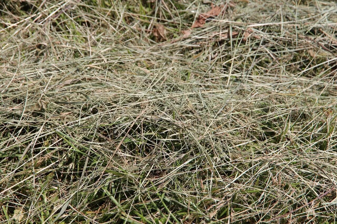 Трава сено. Поле скошенной травы. Скошенная трава. Ряд скошенной травы. Куча скошенной травы.