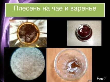 Чайная плесень