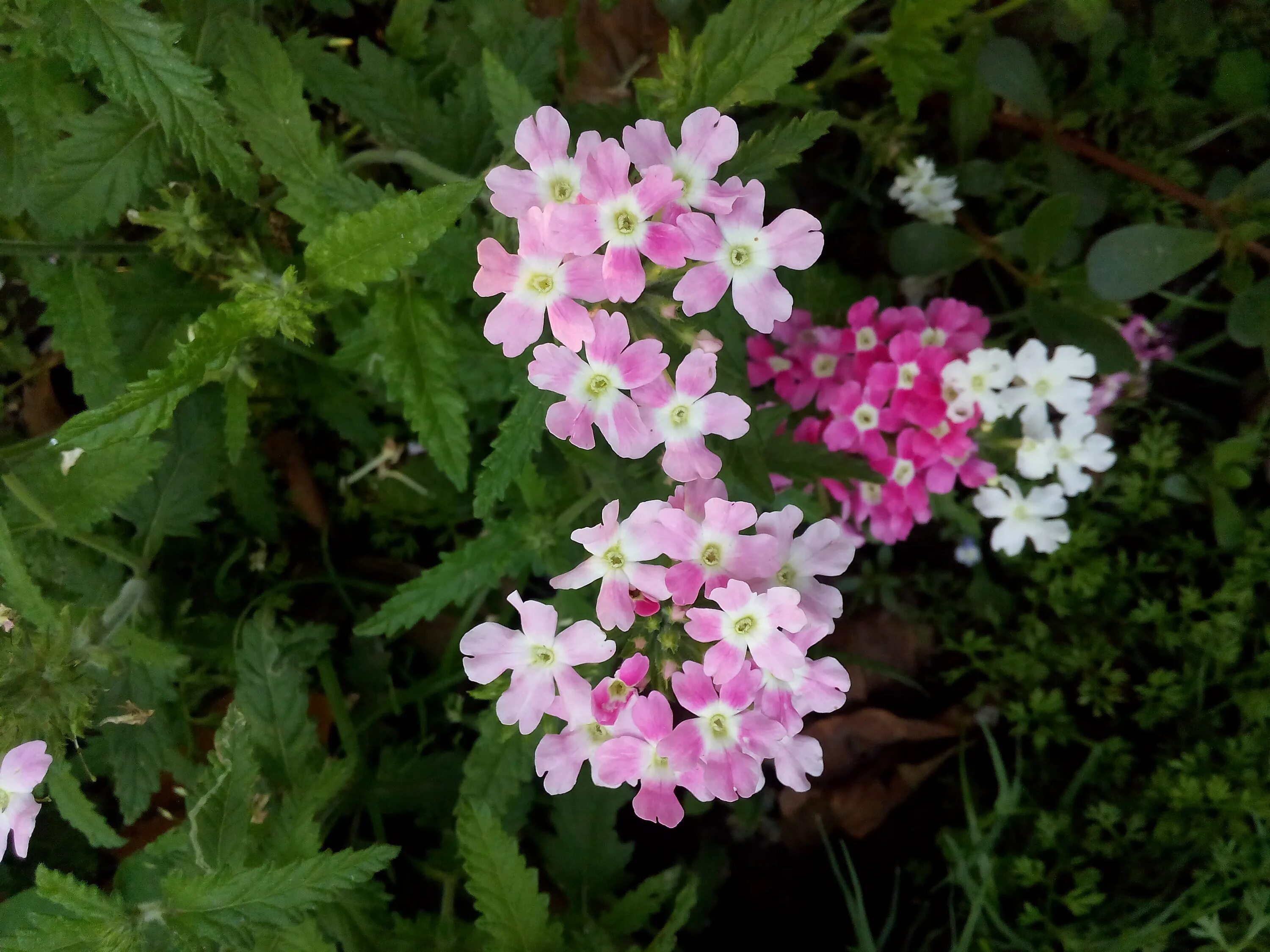 Вербена. Вербена трава. Вербена officinalis. Вербена соцветие. Вербена горячий ключ