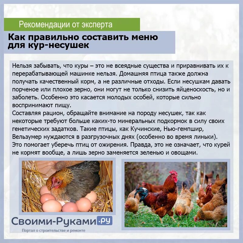 Можно ли цыплятам творог. Кормление кур несушек. Кормила для кур несушек. Чем кормить и давать несушек. Кормление кур несушек в домашних условиях.