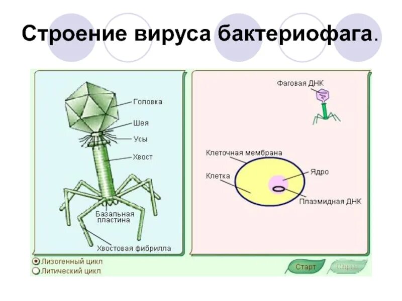 Какого строение бактериофага. Строение вируса бактериофага. бактериофаги строение фибриллы. бактериофаг строение бактериофага. строение бактериофага и механизм.