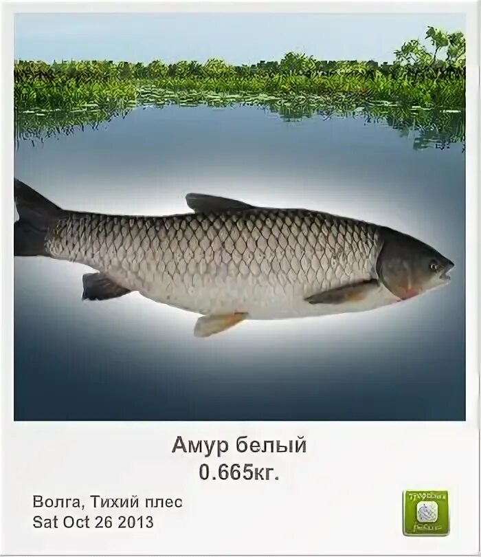 белый амур на каме. белый амур. амур донской. белый амур рыба. белый амур ульяновск.