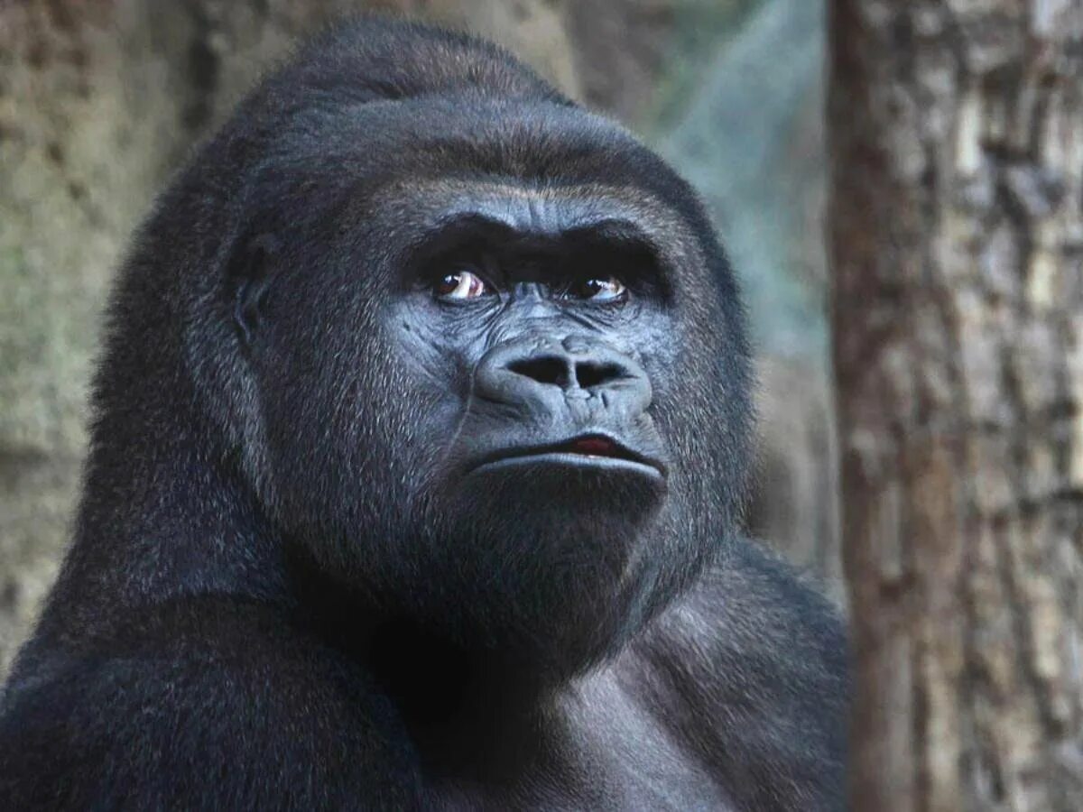Человек обезьяна название. Человекообразные обезьяны гориллы. Шимпанзе человекообразные обезьяны. Приматы (человекообразные обезьяны). Человекообразные обезьяны (шимпанзе, орангутанг, горилла).