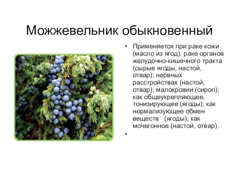 Где используется можжевельник. Можжевельник обыкновенный краткое описание. можжевельник доклад 5 класс биология. можжевельник обыкновенный красная книга. можжевельник биология 5 класс.