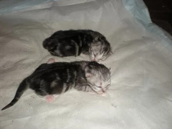 Сколько дней после рождения котята открывают глаза. Котята открывают глаза. Недельные котята. Новорождённые котята открывают глаза. Новорожденный Сибирский котенок.