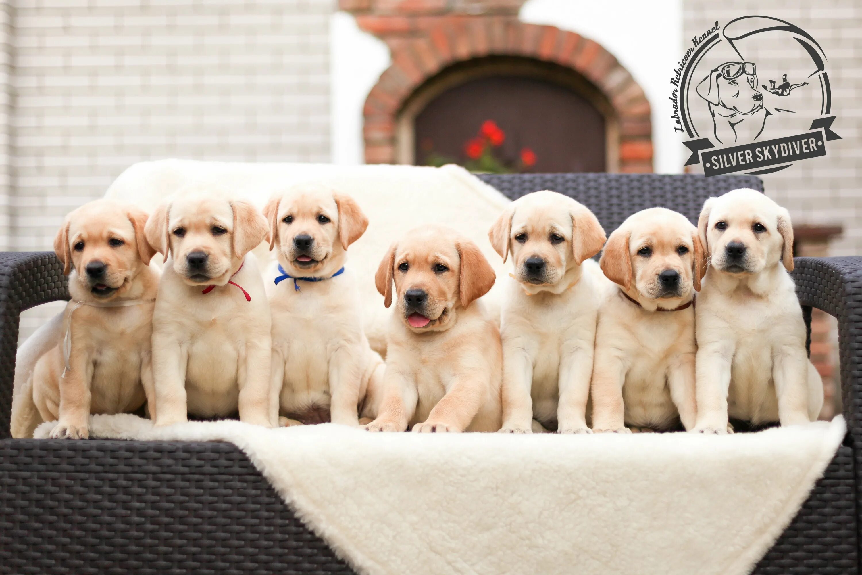 Бордер колли и немецкая овчарка. Фотосессия щенков. Собаки разных пород на белом фоне. Лабрадор ретривер золотистый. Милые щенки.