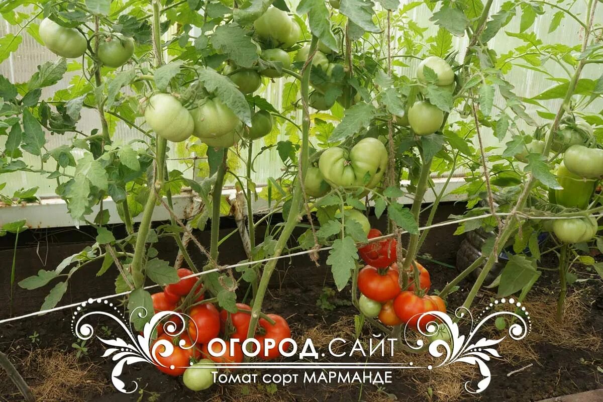 Марманде томат отзывы характеристика. Томат марманде. помидоры сорт марманде. томат марманде аэлита. финский сорт помидор марманде.