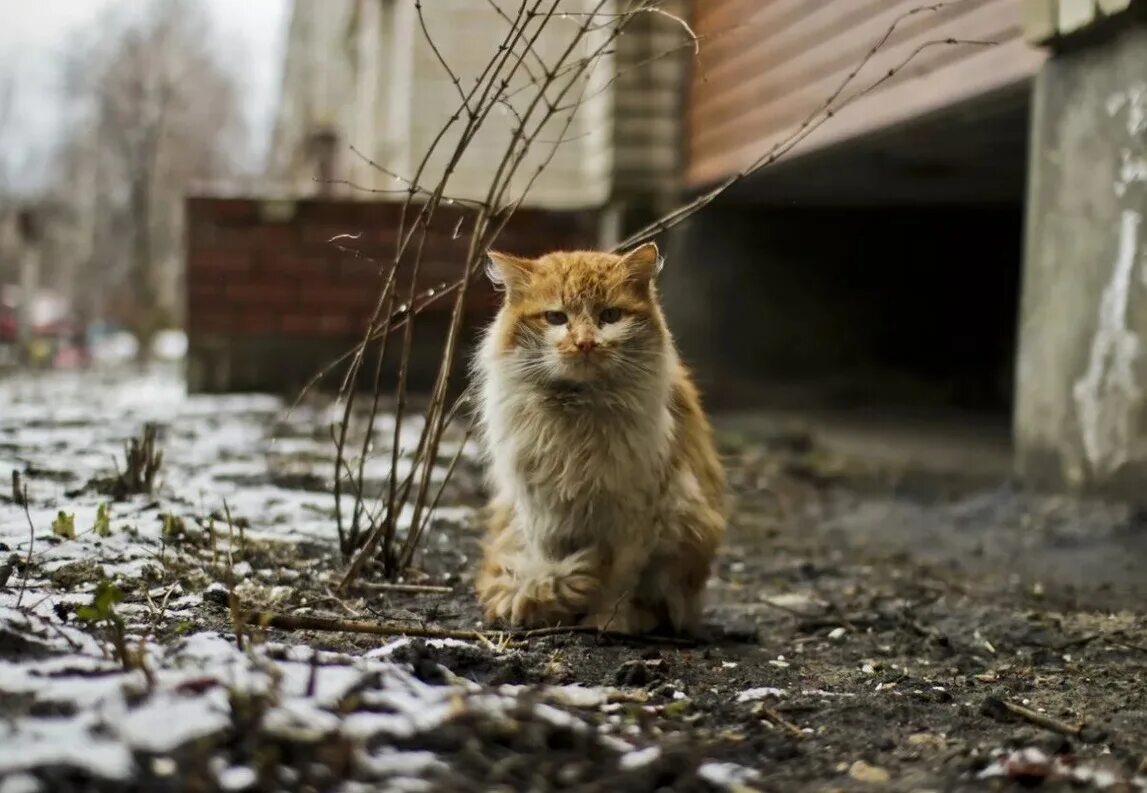 Кидать животных