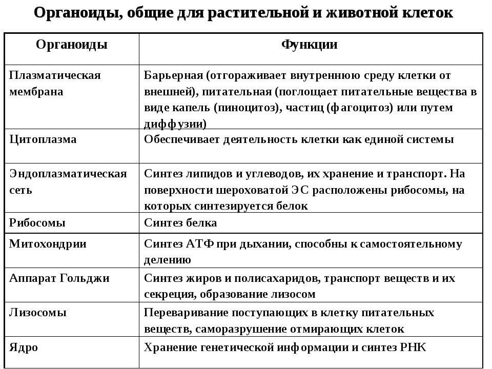 Строение и функции органоидов животной клетки таблица. Органоиды клетки строение и функции таблица. Основные органоиды и структуры клетки строение и функции. Функции органоидов животной клетки таблица. Таблицу органоиды эукариотической клетки