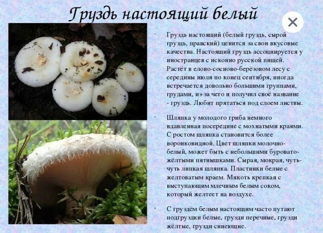 Скрипица подгруздок. Скрипица гриб. Белый груздь бывает ложным. Гриб белый груздь ложный. Белый груздь бывает ложным.