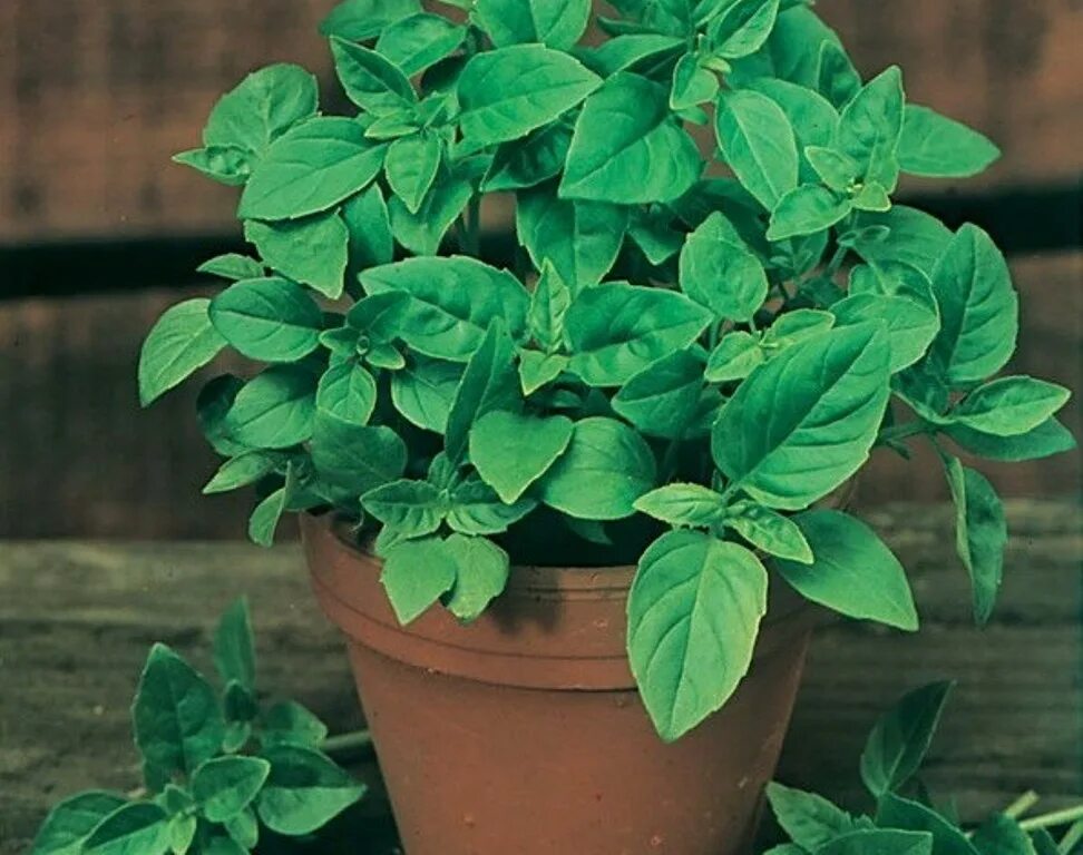 базилик овощной шалун. базилик арарат. базилик условия выращивания. базилик условия выращивания. базилик условия выращивания.