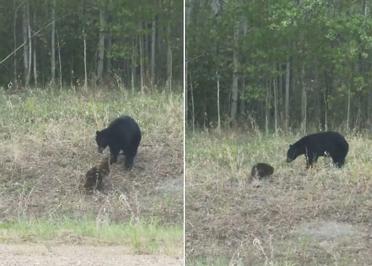 Нападают ли бобры на людей. Нападение медведя на человека.