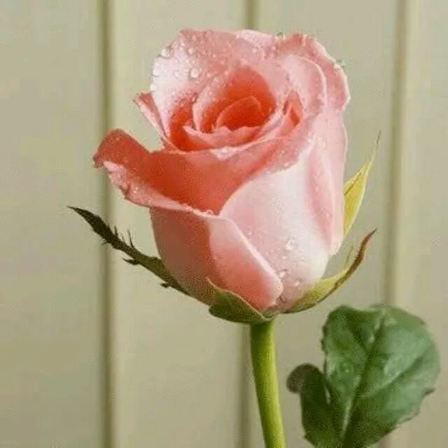 This flowers nice. Good morning цветы. Among the flowers ответы. This flowers nice. Божья коровка на фиолетовом цветке.