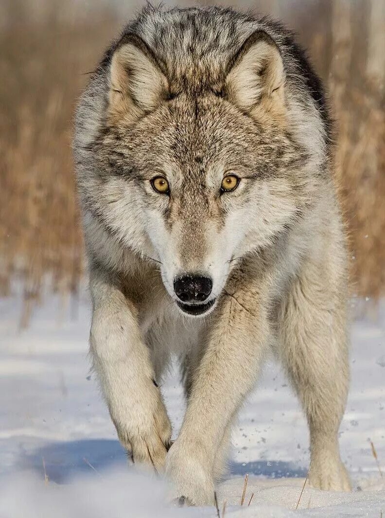 Волк. Волк canis Lupus. Среднерусский Лесной волк. Лобо волк. Про диких волков