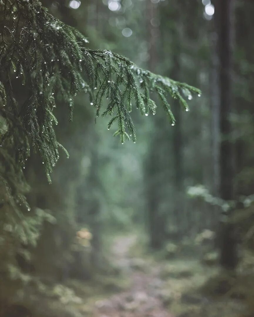 Дождь в лесу стих. Дождливый лес. Дождь в лесу. Лес после дождя. Еловый лес после дождя.
