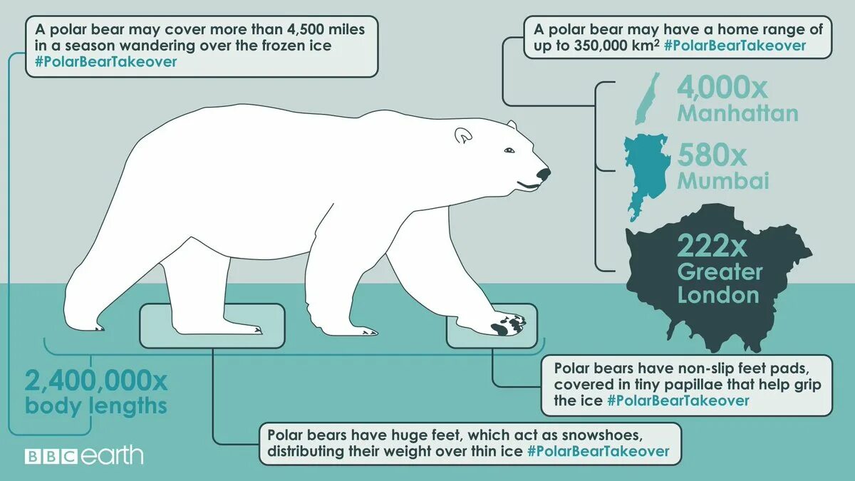 Polar перевод. Медведь инфографика. Белый медведь инфографика. Белый медведь Размеры. Масса полярного медведя.