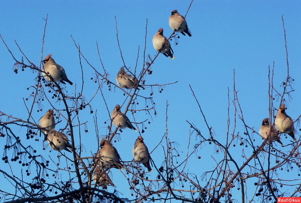 свиристели прилетели. свиристели прилетели. амурский свиристель. трио пернатых. свиристели прилетели примета.