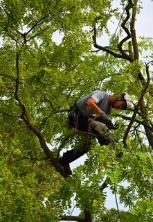 Up a tree