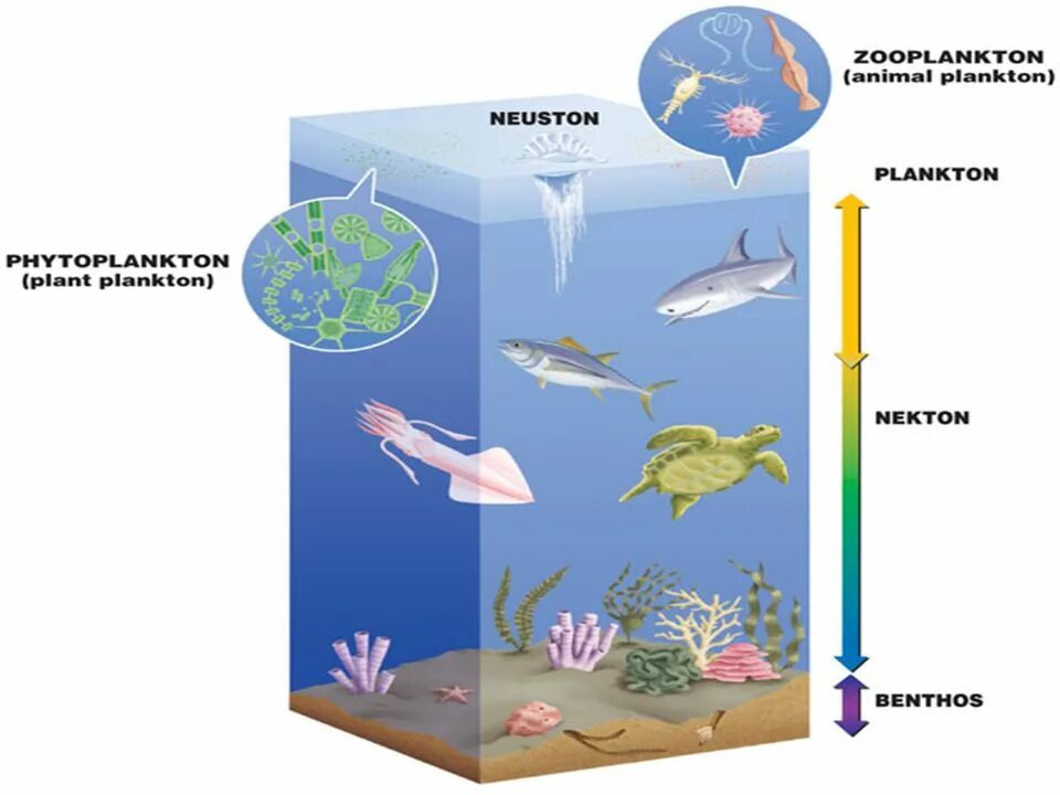 Планктон Нектон бентос Нейстон. Планктон Нектон и ментос. Бентос Планкитон Пентон. Что такое планктон Нектон и бентос в океане. Нектон группа организмов