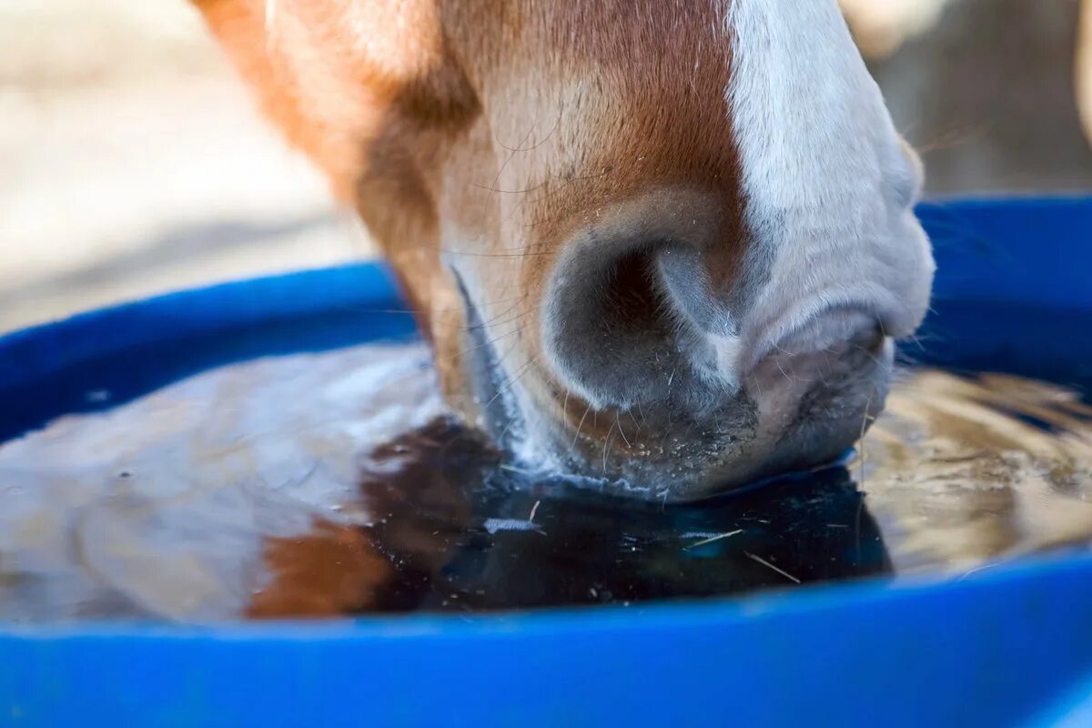 Horse drink. Поение лошадей. Кормление и поение лошадей. Лошадь пьет воду. Лошадь пьет.