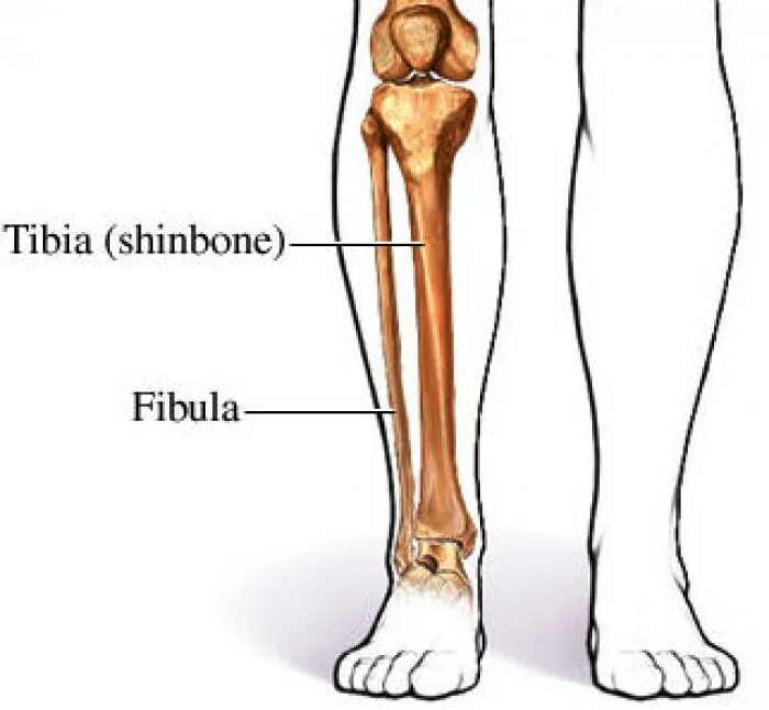 Находится берцовая кость. Большая берцовая и малая берцовая кость. Большая берцовая кость голень. Большеберцовая кость и малоберцовая кость. Голень большеберцовая кость.