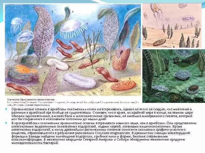 Живые организмы архея. Протерозой Эра растения. Архей Эра животные и растения. Докембрий животные и растения. Архейская Эра растительный и животный мир.