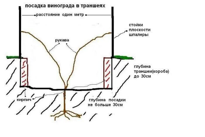 Посадка винограда весной саженцами в открытый. Схема посадки винограда открытый грунт. Посадка саженцев винограда весной в грунт. Посадка винограда весной саженцами в открытый грунт. Как ухаживать за виноградом весной