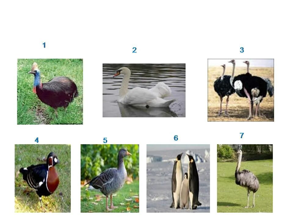 9 отрядов птиц. Отряды птиц. 3 Отряда птиц. Презентация на тему отряды птиц 7. Отряды птиц 7 класс биология.