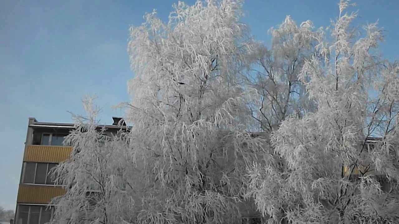 Серебристые Березки. Серебряная береза. В зимнем серебре берез. Береза в серебре. Серебряный иней убранная комната