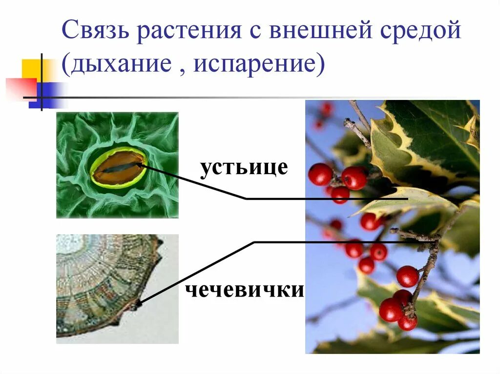 Выделение у растений 6 класс биология тест. Дыхание растений устьица и чечевички. Строение устьиц и чечевичек. Дыхание растений 6 класс устьица и чечевички. Выделение у растений.