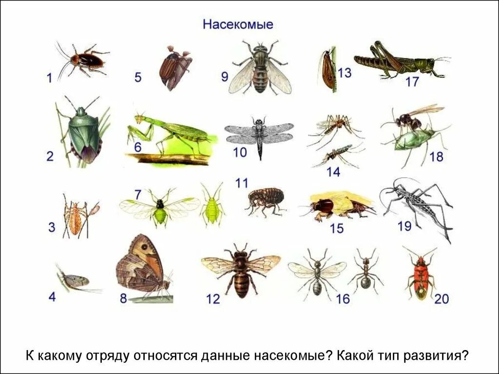 Отряды насекомых. Представители насекомых. Класс насекомые. Класс Insecta насекомые.