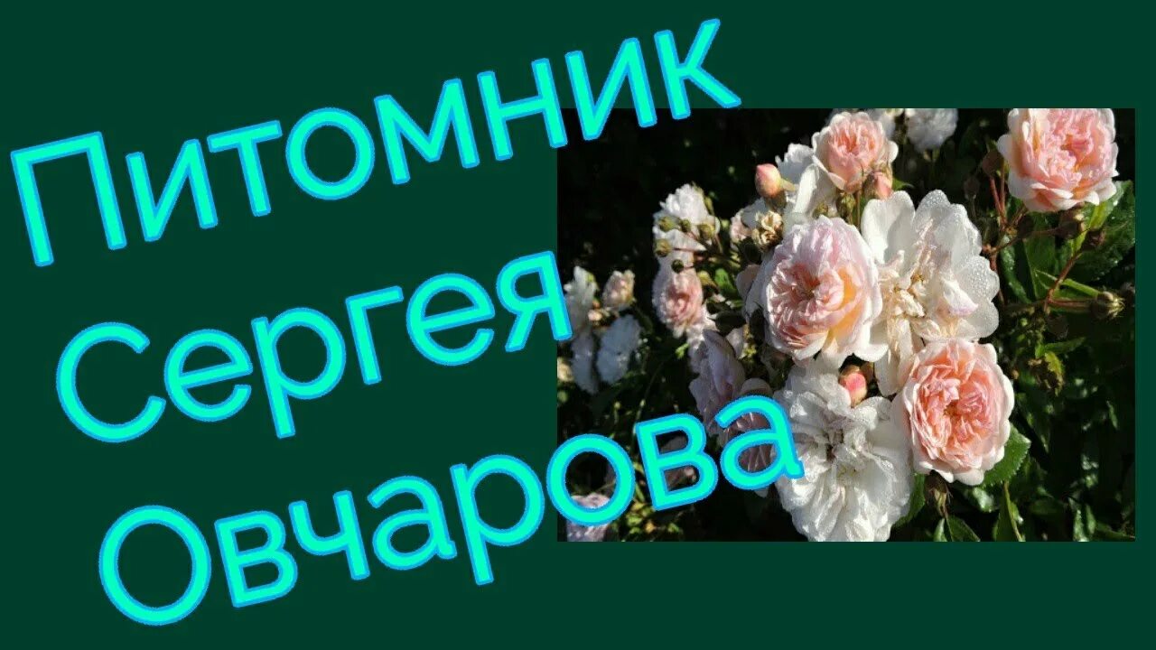 Питомник роз Сергея Овчарова. Розы Овчарова интернет магазин. Питомник Сергея Овчарова саженцы роз каталог.