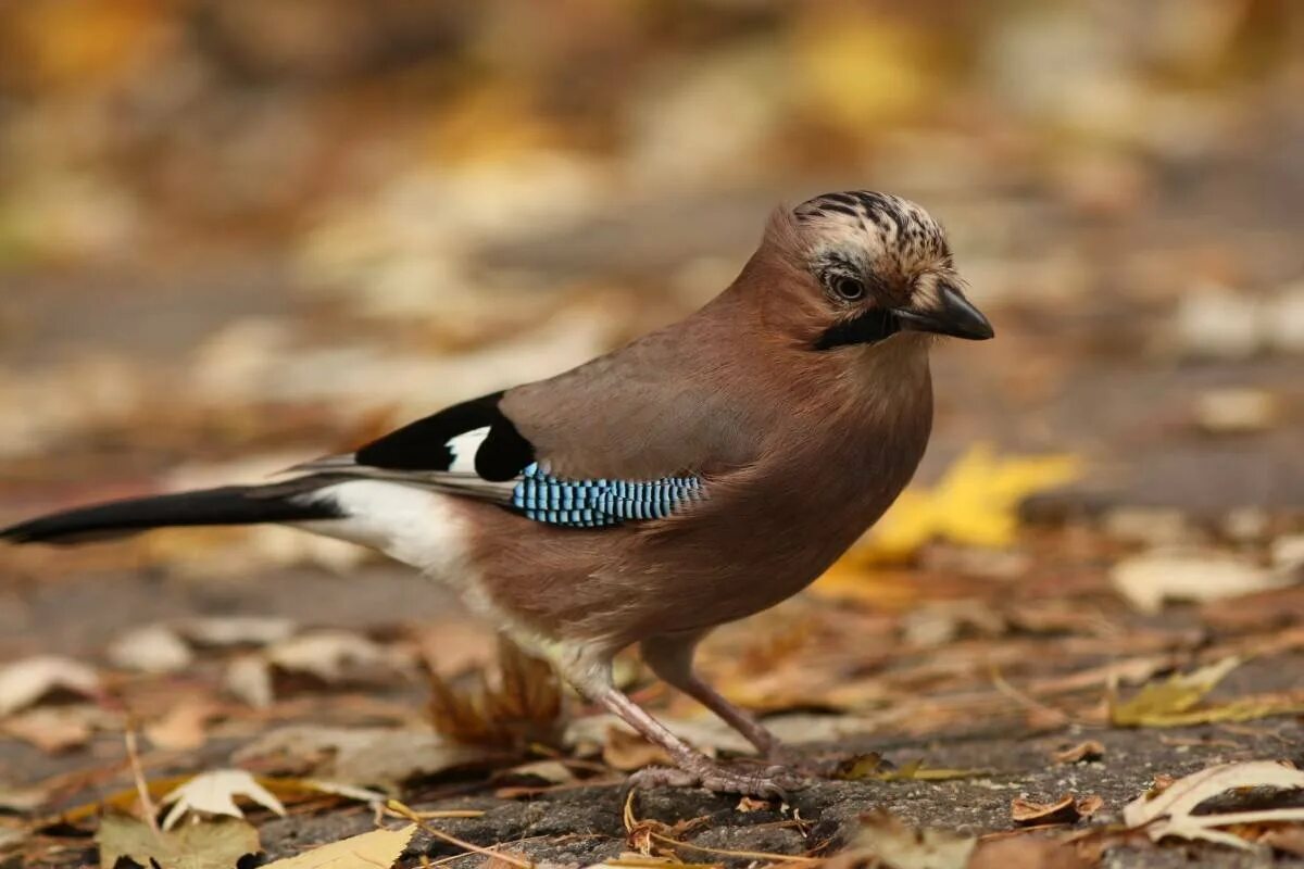 Сойка garrulus glandarius. Сойка коричневая. Бурая птица Сойка. Сойка серая.