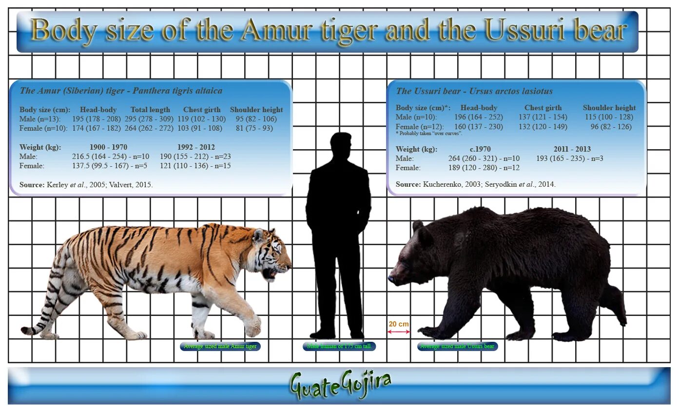 Какая длина тигра. Размер тигра и человека. Тигр Размеры. Белый медведь в сравнении с человеком. Тигр вес и рост.