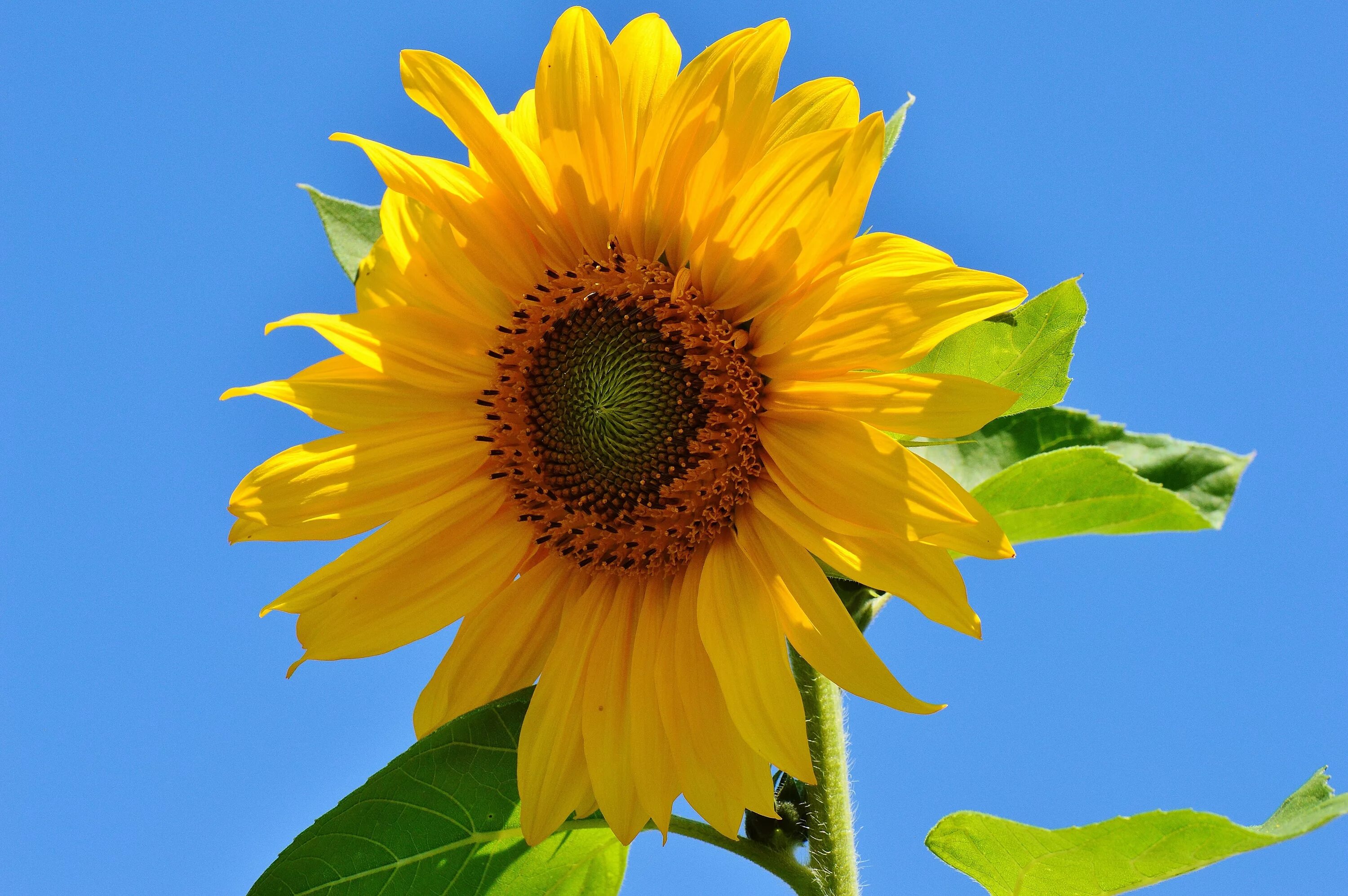 Sun flower отзывы. Подсолнух Гелиантус. Подсолнечник летний (Helianthus annuus) "Amalfi f1" (Golden Orange). Лето Подсолнухи. Природа Подсолнухи.