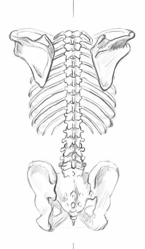 Анатомия скелет грудная клетка и таз. Скелет человека pozvonochnik. Позвоночник человека таз