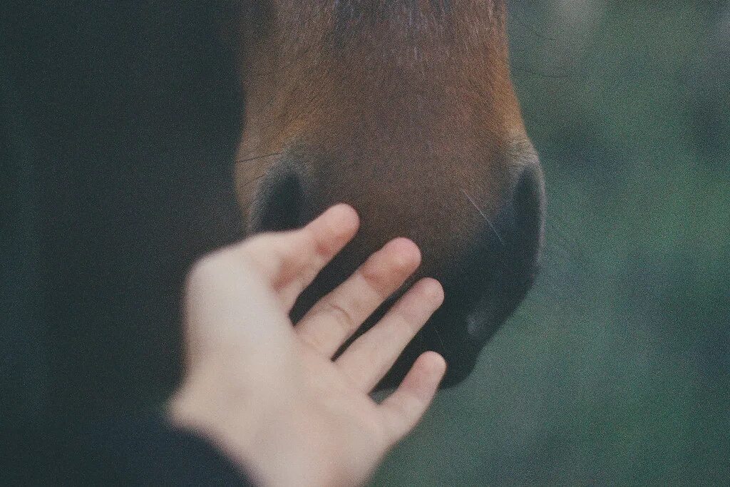 Гладит нос. Гладит нос. Кошка гадит. Кот гладит кота. Гладить кошку.