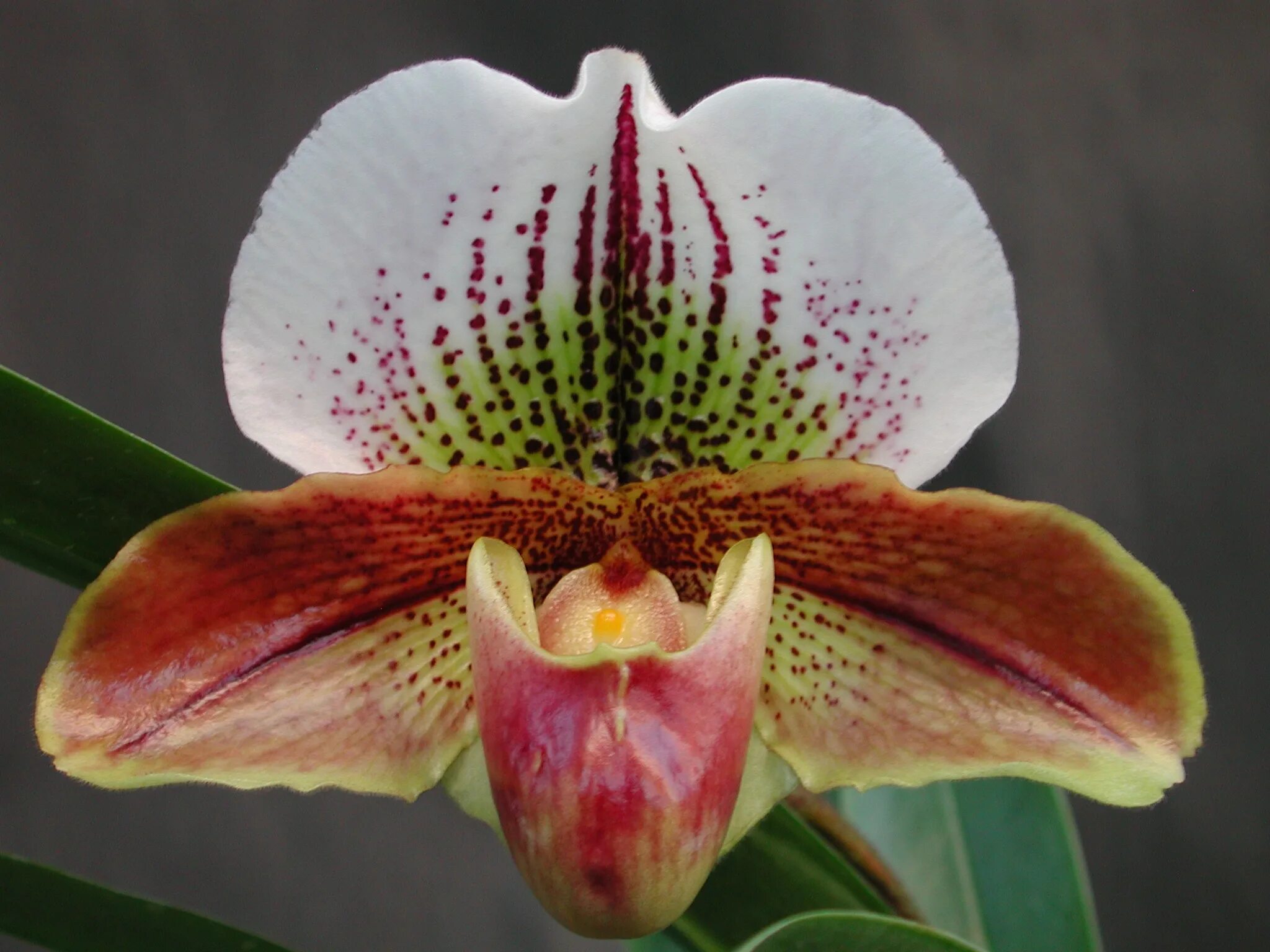 Американский гибрид. Пафиопедилум американский гибрид. Орхидея Пафиопедилум Америка гибрид. Пафиопедилум желтый. Пафиопедилюм (d-12, н-40).