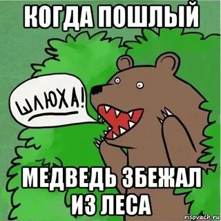 Пошлый мишка песня