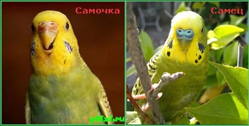 Как различить волнистых попугаев