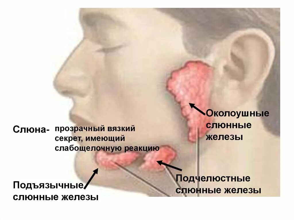 Околоушная железа где. Околоушная слюнная железа. Воспалилась слюнная железа. Воспаление околоушной слюнной железы. Воспаление подъязычной слюнной железы.