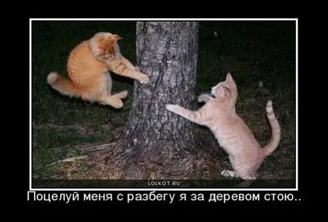 Стой предыдущую